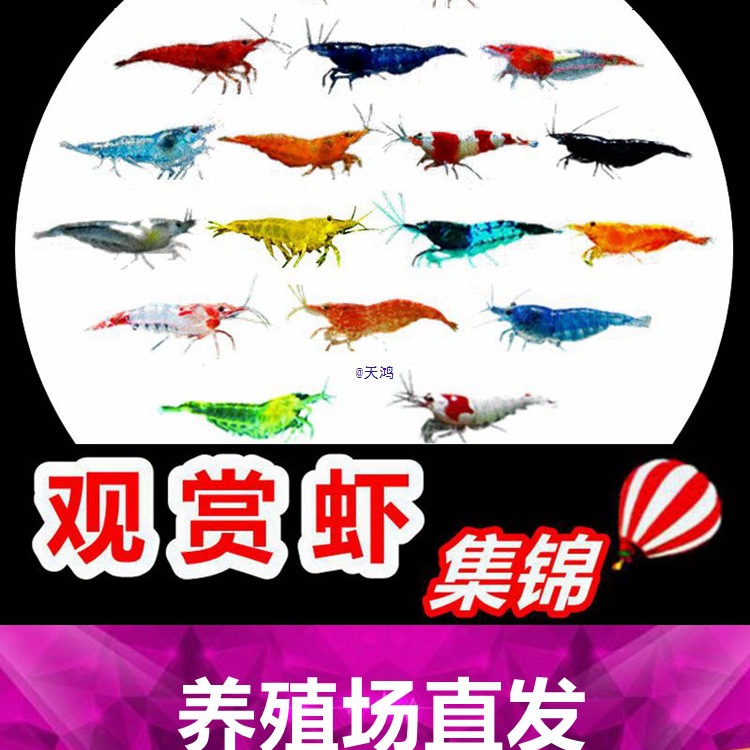 七彩观赏虾淡水晶虾樱花极火蓝宝石黑壳虾除藻工具米虾宠物虾