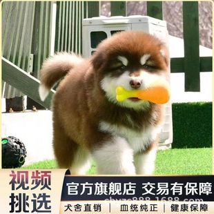 Alaskan Puppies Live Purebred Alaskan Malamute Guard Dog Large Working Dog Live Wholesale Price