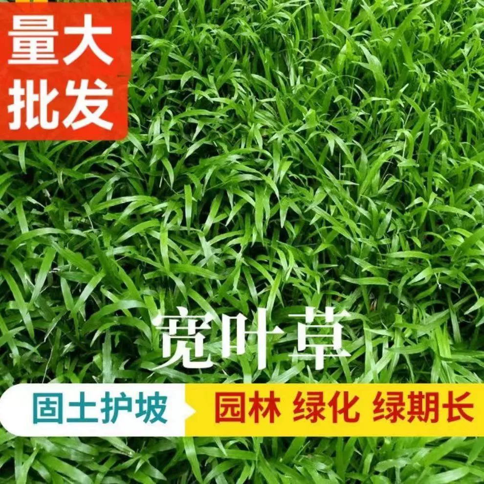 Оптовая продажа многолетняя широколистная трава Baxi семена защиты склонов