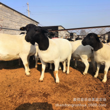 杜泊绵羊活体小尾寒羊怀孕母羊小羊羔活羊绵羊种公羊纯种黑头杜波
