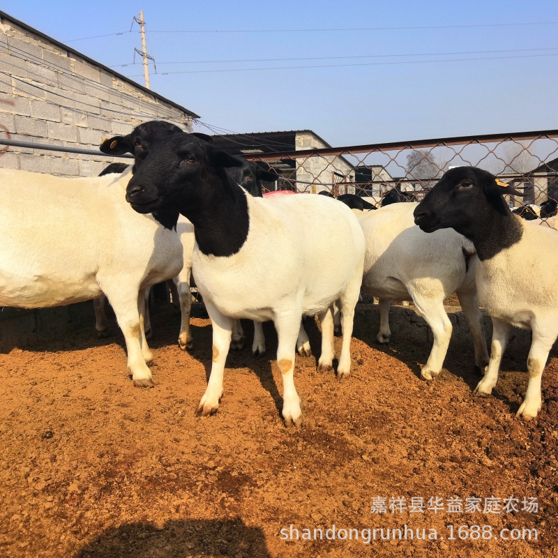 杜泊绵羊活体小尾寒羊怀孕母羊小羊羔活羊绵羊种公羊纯种黑头杜波