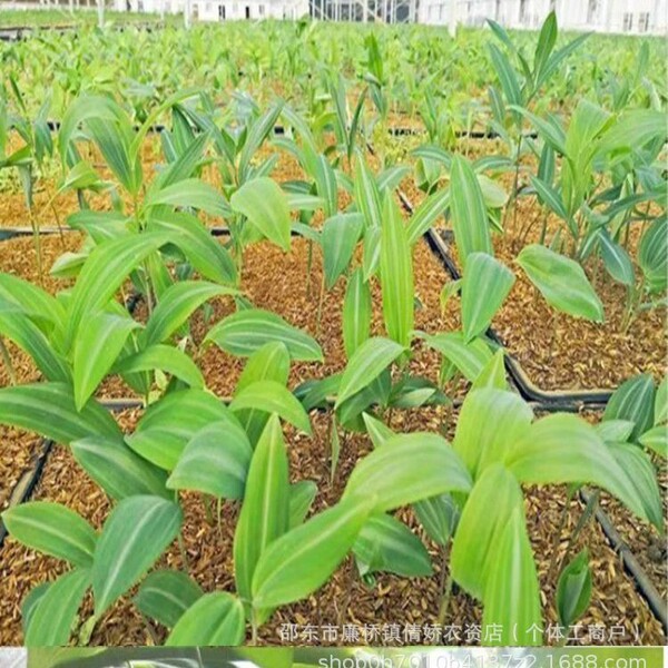 Polygonatum Seeds Polygonatum Seeds Ginger-type Multi-flowered…