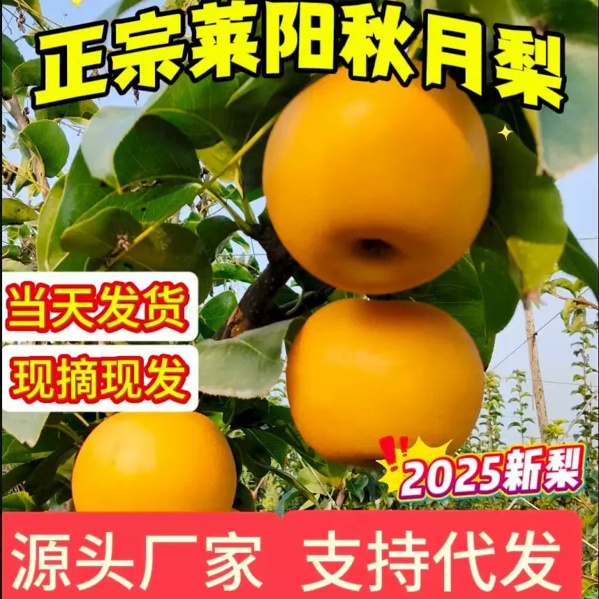 源头工厂代发正宗莱阳秋月梨细腻无渣现摘现发当季大果支持梨子
