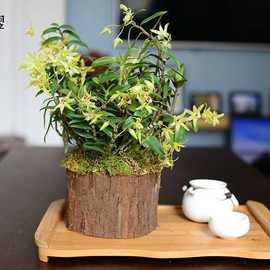 【5月带花苞】铁皮石斛苗带木桩 办公桌窗台室内盆栽绿植花卉