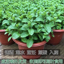 薄荷盆栽可食用水培植物绿植室内四季好养驱蚊香水养留兰香厂批发