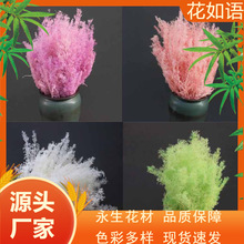 【刺梨】永生花保鲜花刺梨DIY礼盒玻璃罩材料家居婚庆装饰清新风