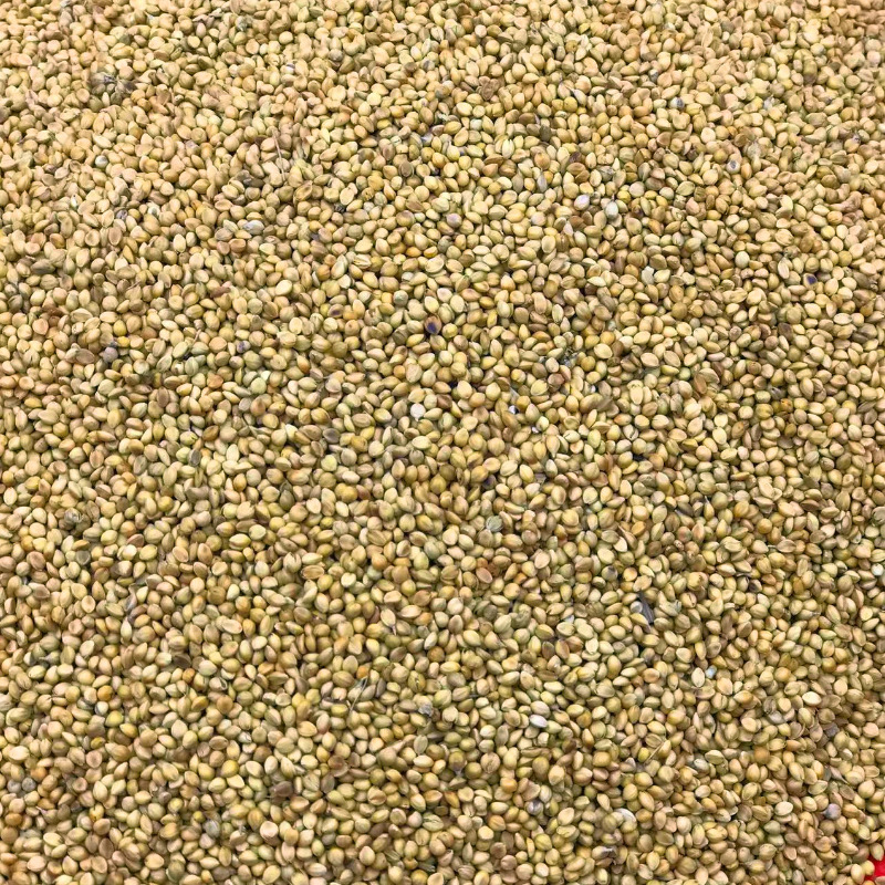 New stock malt, see the picture as if seeing the object, fried grain malt, Chinese medicinal materials, fried rice sprout seeds, a complete range of products, from the origin for supply and wholesale.