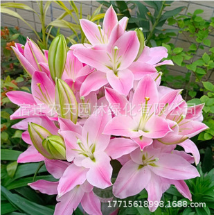 Ȥζ��ˮ�ٺϷN���ļ��_�����Ի����҃���ͥԺ�Gֲ�m�ϑ����B�Ļ�