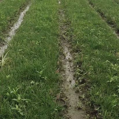 Оптовая база для больших количеств маленьких кроликов с фиолетовым пухом, большим пухом нони, белым красивым золотисто-красным перьевым волчьим хвостом.