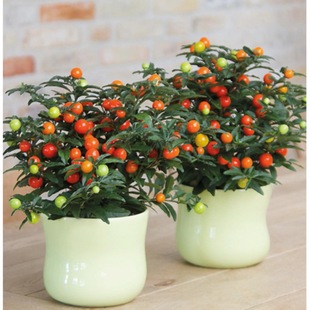 �͟��ͺ������������� ɺ���� ��ɺ�� ���c���t�ļ��� Ұ��������