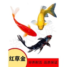 草金鱼长尾龙凤红草红白草花草黑金黄金白金冷水淡水观赏鱼好养活