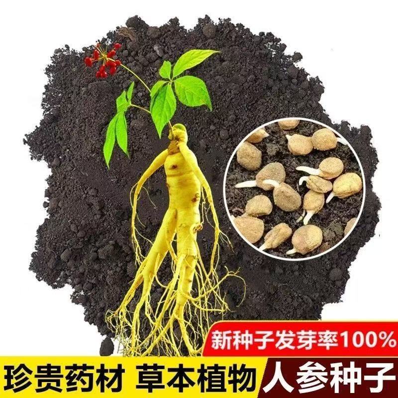 Ginseng seed 20 grains