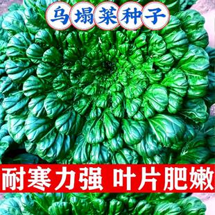 С���~�����˷N�Ӹ��}�����B�ľջ������ͺ��ﶬ���������߲˷N��