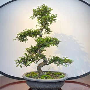 С�~�ܘ��辰���ܘ���������Ϙ�ֲ���҃��k���Ҳ������Gֲ����