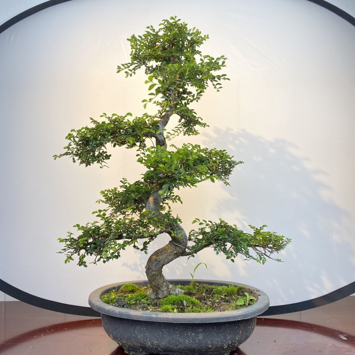 Small Leaf Elm Bonsai, Elm Tree Shape, Raised Root Old Stump Plant, Indoor Office Coffee Table Desktop Green Plant Potted Plant