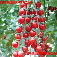 ǧ}ŮNӼ߲ͥݴļNֲɳȿͥԺ̨