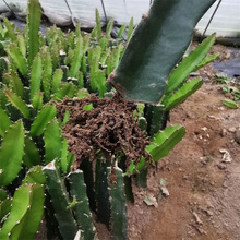 红心火龙果苗盆栽黄肉地栽庭院阳台南方北方种植果树苗当年结果