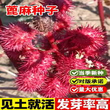 tӷNMͷNӴﲥtGșıN