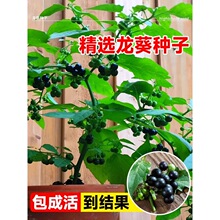 龙葵种籽阳台水果野生种子盆栽四季可种黄天天室内高产阳台种植