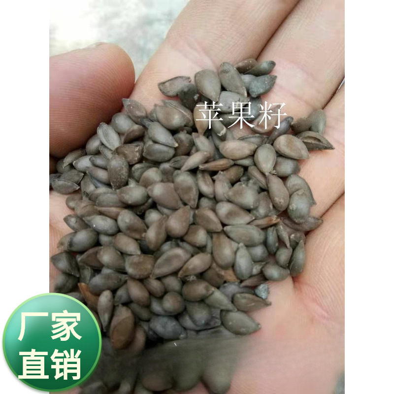 江苏绿化种子公司批发果树种子实生苹果树种子梨树种籽多种果树种