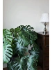 Big leaf turtle back height 60-70cm [native pot]