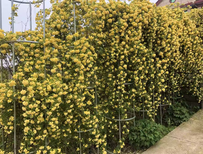 一件代发甜蜜红木香爬藤植物特大花苗盆栽攀爬浓香花卉黄木香庭院