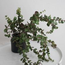 �R�X�{��@����ֲ��Ҿ��b�С���ԾGֲ�~���k������̨�[���y���~