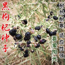 ȻӷN ڹ轷N ˈ@̨Ժ轷N