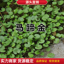 户外马蹄金种子金钱草垂吊心形铜钱草黄吊兰多年生耐阴护坡草坪