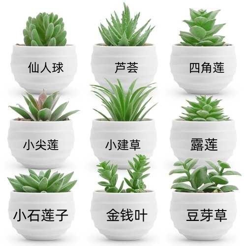 9个小碗绿色.jpg