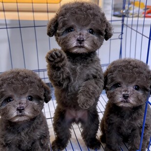 ���N̩����Ȯ���w�L����Ĳ豭Ȯ�F�eȮ��ɫ̩�ό��ﹷ�����w����