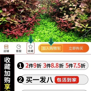 �~�ב���ˮ�ݻ��wֲ��ˮ�ų�ľĪ˹��ˮ�ݷN��ˮ�����쾰�b��ײ�