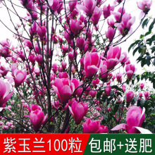 玉蘭花種子 玉蘭花種子批發 促銷價格 產地貨源 阿里巴巴 玉蘭花種子 玉蘭花種子批發 促銷價格 產地貨源 阿里巴巴