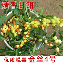 葫芦枣树大白灵枣树苗 沾化冬枣 雪红枣 盆栽地栽种植苗园林果树