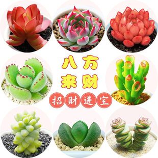 ��ؔ����ֲ�����l��Ʒ�M������������w�k�������Ի��ܾGֲ��ݗ��