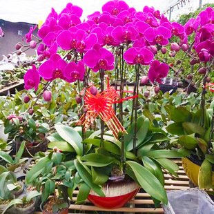 �����������m�����҃��_�����B��Gֲ�������������Ժ����m��С��