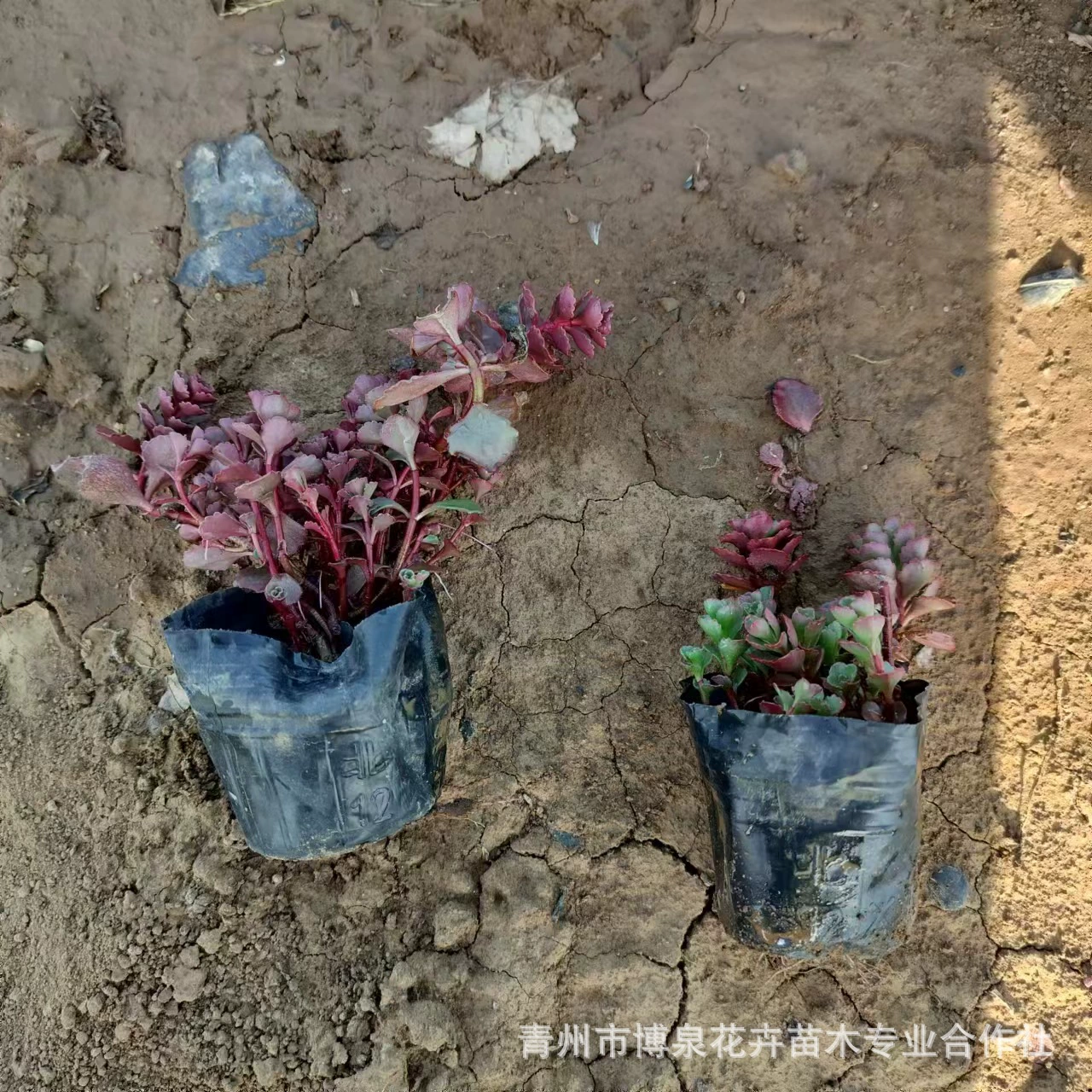 Родиола розовая, маленькие шариковые саженцы, многолетние цветы, суккулентные растения, горшечные растения, зеленение крыши, красный лист, родиола, база Цинчжоу