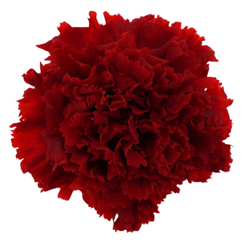 Grado una flor eterna clavel flor cabeza 4-5cm8 DIY FLORAL enseñanza caja de regalo del Día de la Madre fábrica al por mayor