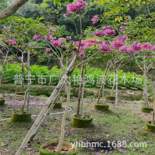 �V�|�G����ľ���� ���� ����֦ ���� �ϻ��L�ľ 3-5�׸� ������