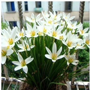 Onion Orchid Seedling Wind-rain Orchid Seed Ball Leek Orchid Onion Lotus Potted Perennial Flower Cold-resistant Park Green Belt Seedling in South and North
