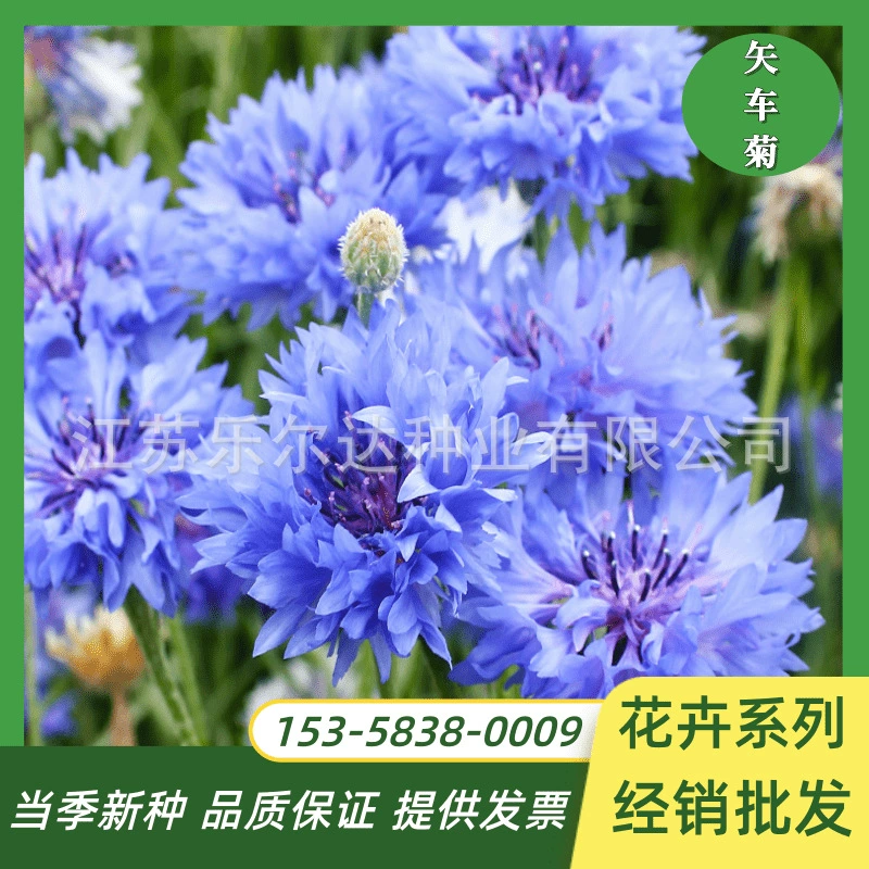 Василек семена цветок семена Двор Пейзаж цветок море живописное место цветок семян четыре сезона цветения Gesang цветок семян