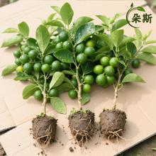 ����С�������玧�����Կ�ʳ�Ø��癎�ʘ��������ͺ��Ϸ������N