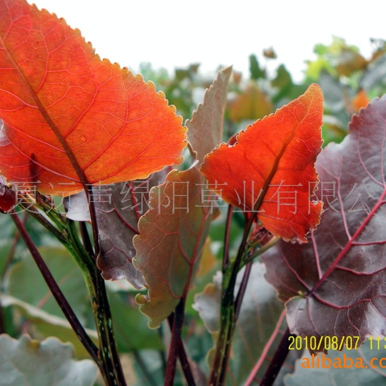 中华红叶杨Φ7-14cm苗木,4万株现货销售