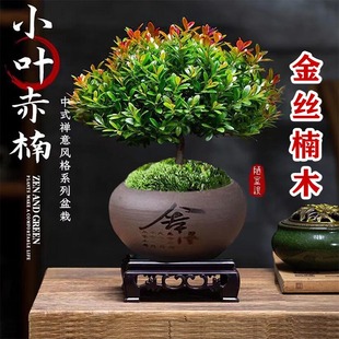 ��z�ľС�~����辰�Ϙ��������k���҃Ȼ�������С�Gֲ�ļ����B