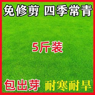 ��ƺ�����ļ����๷�����R����ͥԺ�G����̺�ݲ�Ƥ�N���o�²ݷN��