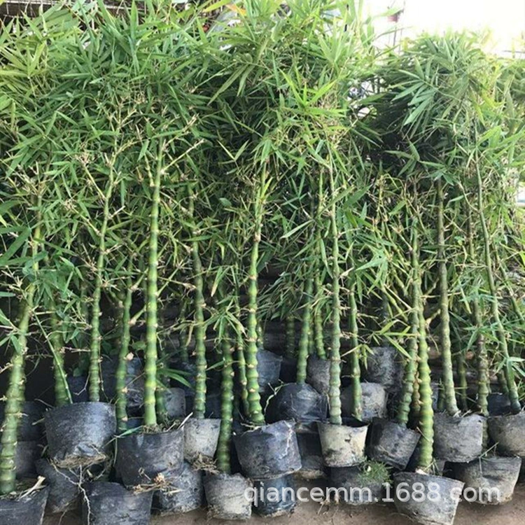 Bamboo Bamboo Bamboo Ghozen Outdoor Большие зеленые цветы Luo Han Bamboo Ghozen Крытый четырехсезонные декоративные бамбуковые растения