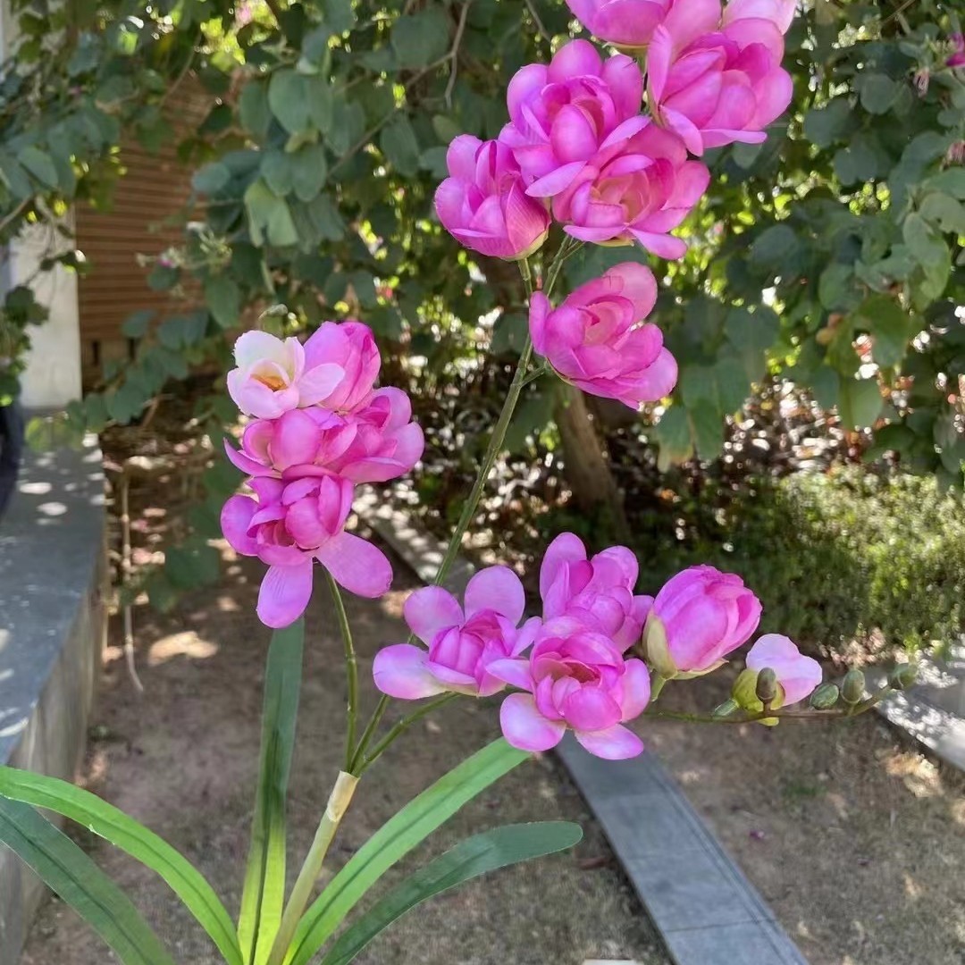 3-tenedor Lily púrpura rojo