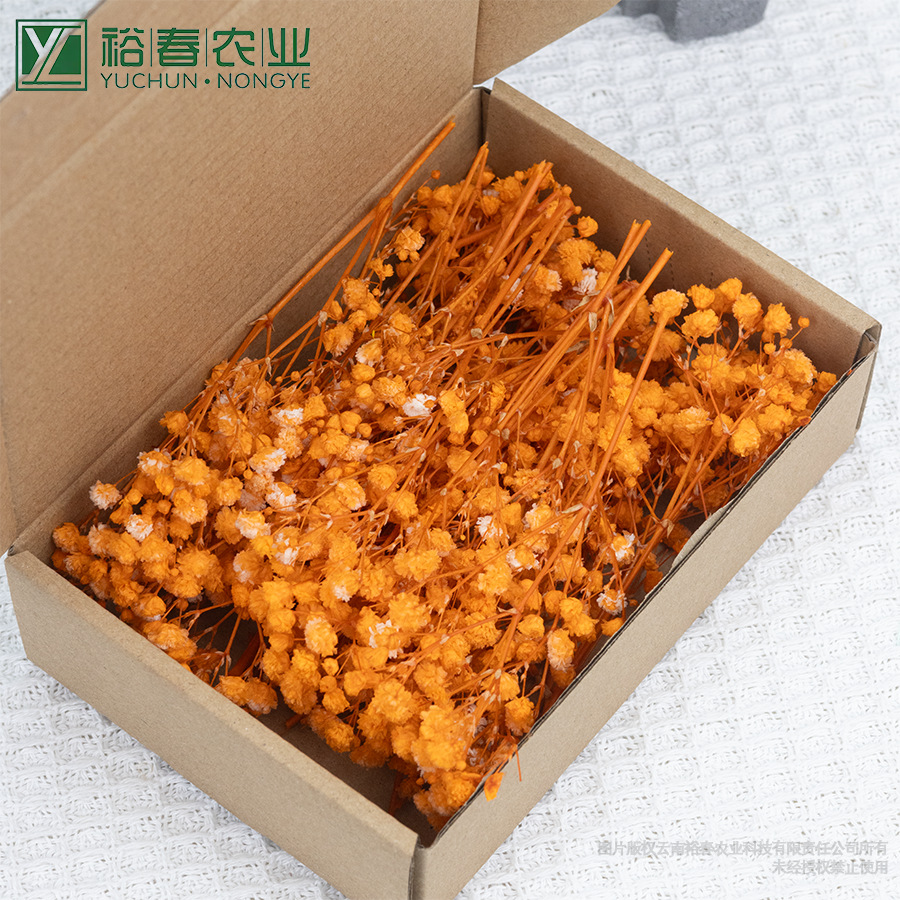 오렌지 안개꽃 50개입 박스