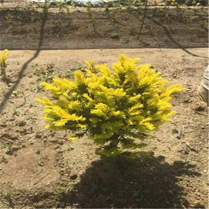 База прямых продаж Южная Корея Золотой лист Тиса саженцы Золотой пихты экономические саженцы облесения вилла двор Зеленые Растения горшечные растения