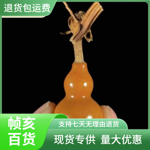 Natural Aged Gourd Hand-Twisted Toy with Purple Skin, Tea Pet Ornament, Hand-Held Piece, Grass Gold Plastic Housewarming Gift